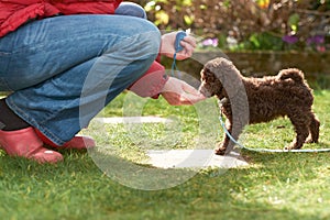 Miniature Poodle Puppy