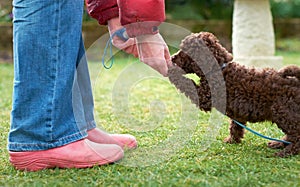 Miniature Poodle Puppy