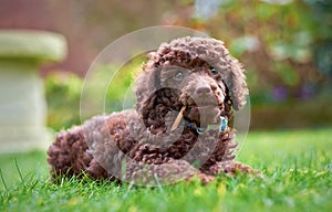 Miniature Poodle Puppy