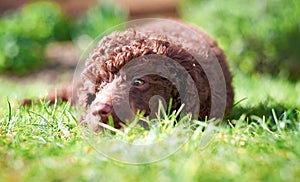 Miniature Poodle Puppy