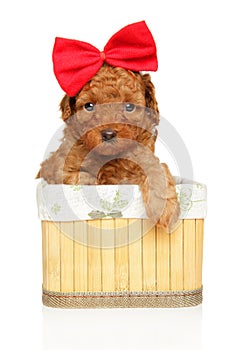 Miniature poodle puppy with a big red bow on its head