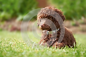 Miniature Poodle Puppy