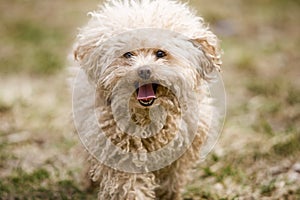 Miniature poodle toy