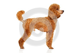 Miniature Poodle on white background