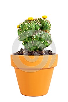 Miniature potted cactus Cereus Peruvianus Monstrosus isolated on white background photo