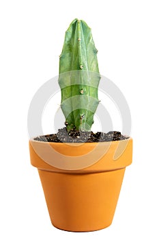 Miniature potted cactus Myrtillocactus geometrizans or whortleberry cactus isolated on white background