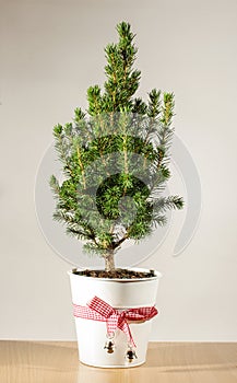 Miniature potted Christmas tree on the table