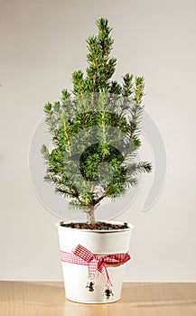 Miniature potted Christmas tree on the table photo