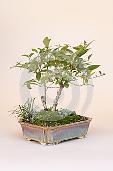 Miniature privet, species of flowering plant.