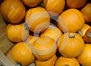 Miniature Pumpkin, Cucurbita pepo