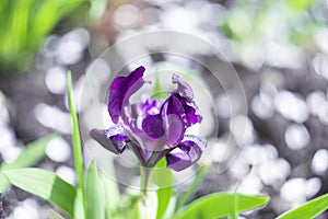 Miniature purple iris close-up, on a defocused background of earth and fallen petals of apple trees