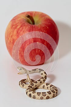 Miniature of a rattlesnake with a red apple