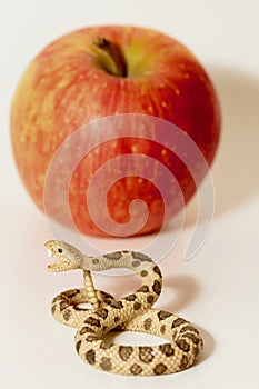 Miniature of a rattlesnake with a red apple