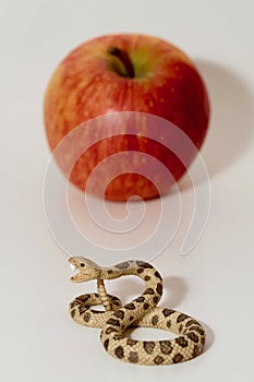 Miniature of a rattlesnake with a red apple