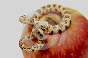 Miniature of a rattlesnake with a red apple