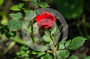 Miniature red Chinese rose against background of blurred garden greenery. Lyric motif for design