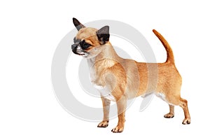 A miniature red dog Chihuahua breed