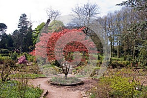 Miniature Red Maple Bush