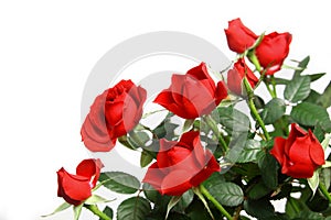 Miniature red roses