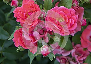 Miniature red roses and buds, Hall Park, Frisco, Texas