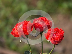 Miniature red roses flower blooming in the garden