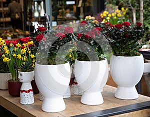 Miniature red roses in pots in a flower shop.