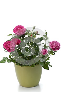 Miniature Rose house plant