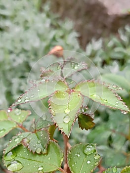 Miniature rose leaves with rain drops