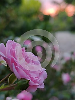 Miniature roses in the rays of a summer sunset