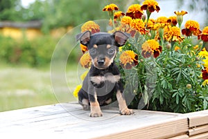 Miniature Russian toy terrier puppy with the flowers