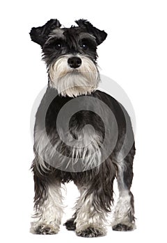 Miniature Schnauzer, 10 months old, standing photo