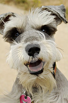 Miniature schnauzer
