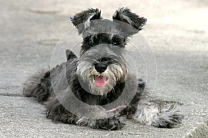 Miniature Schnauzer