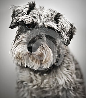 Miniature Schnauzer