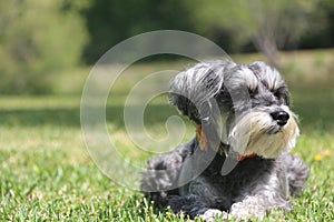 Miniature Schnauzer