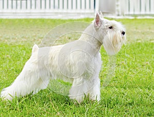 Miniature Schnauzer