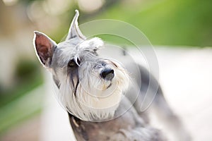 Miniature Schnauzer photo