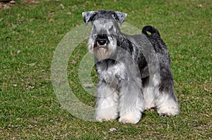 Miniature Schnauzer