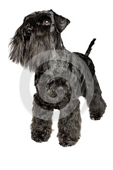 Miniature Schnauzer black