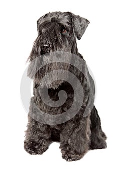 Miniature Schnauzer black