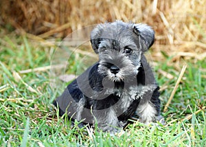 Miniature Schnauzer black and silver puppy dog outdoors portrait