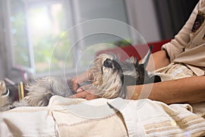 Miniature Schnauzer, cuddles in the woman`s lap photo