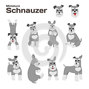 Miniature schnauzer,dog in action,happy dog
