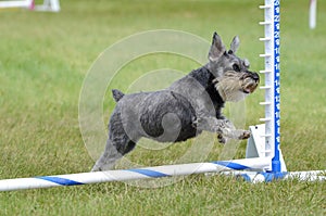 Miniature Schnauzer at Dog Agility Trial