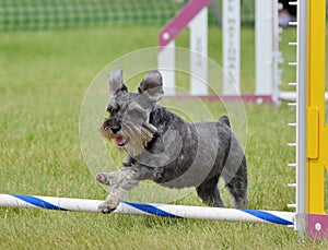 Miniature Schnauzer at Dog Agility Trial