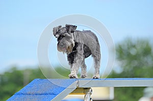 Miniature Schnauzer at Dog Agility Trial