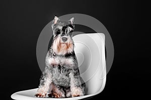 Miniature Schnauzer dog  on black background