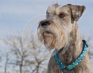 Miniature schnauzer dog and blue skies