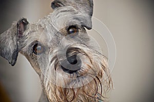 Miniature Schnauzer dog with brown eyes