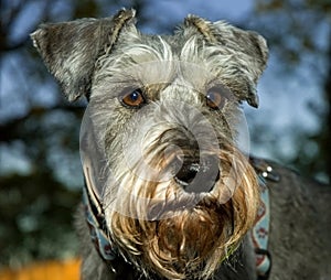 Miniature schnauzer dog close up dramatic backdrop